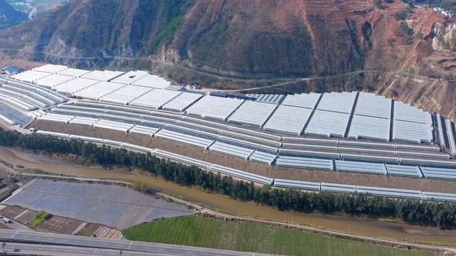东川蓝莓沪上飘香k8凯发一触即发(图3)