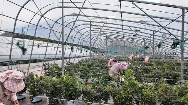 东川蓝莓沪上飘香k8凯发一触即发