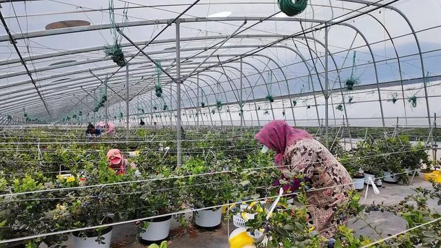 东川蓝莓沪上飘香k8凯发一触即发(图7)